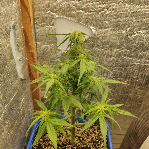 Auto Afghani growlog timeline photo