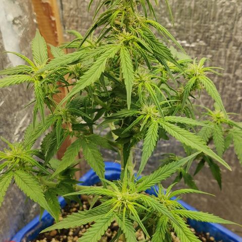 Auto Afghani growlog timeline photo