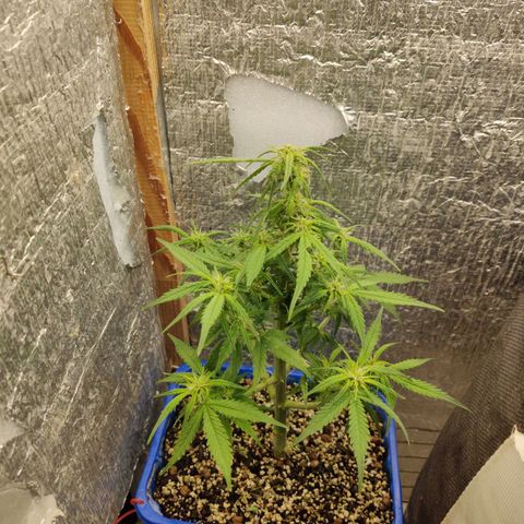 Auto Afghani growlog timeline photo