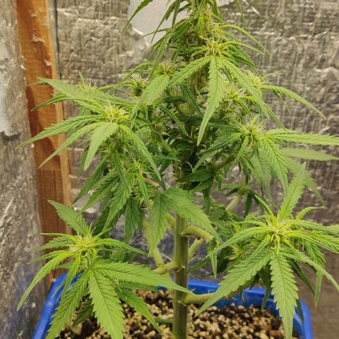 Auto Afghani growlog timeline photo