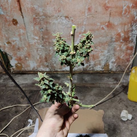 Auto Blueberry growlog timeline photo