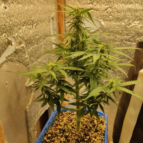 Auto Afghani growlog timeline photo
