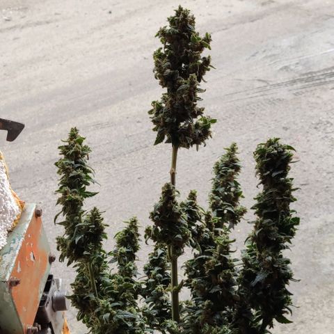 Auto Blueberry growlog timeline photo