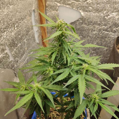 Auto Afghani growlog timeline photo