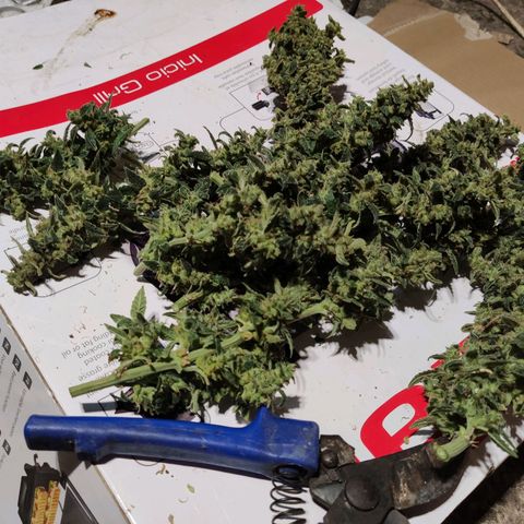 Auto Blueberry growlog timeline photo