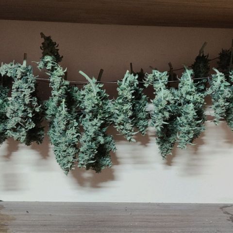 Auto Blueberry growlog timeline photo