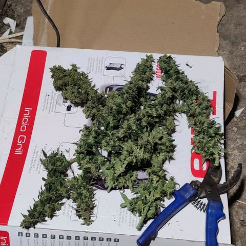 Auto Blueberry growlog timeline photo