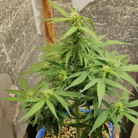 Auto Afghani growlog timeline photo