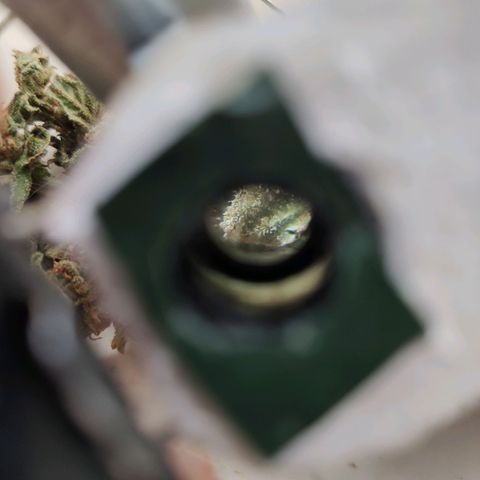 Auto Blueberry growlog timeline photo