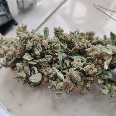 Auto Blueberry growlog timeline photo