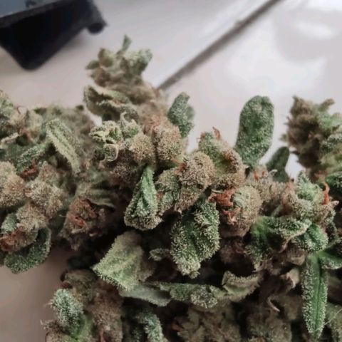 Auto Blueberry growlog timeline photo