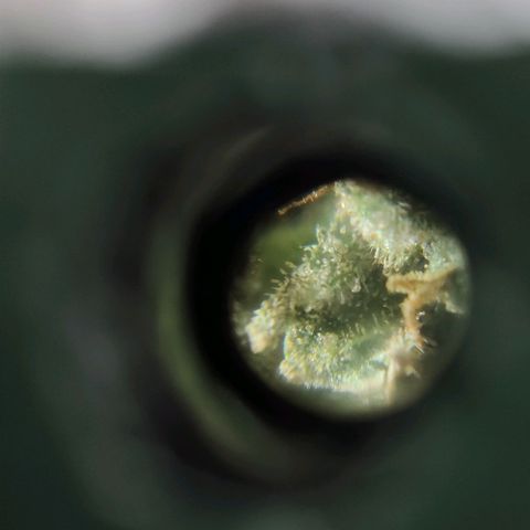 Auto Blueberry growlog timeline photo