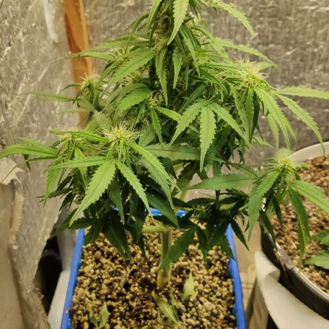 Auto Afghani growlog timeline photo