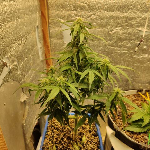 Auto Afghani growlog timeline photo