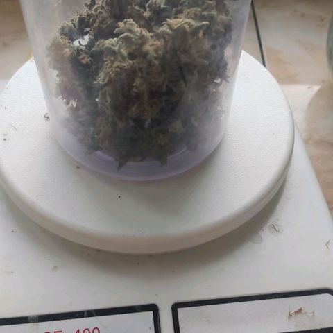 Auto Blueberry growlog photo: 50г сухого