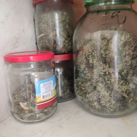 Auto Blueberry growlog photo: 50г сухого