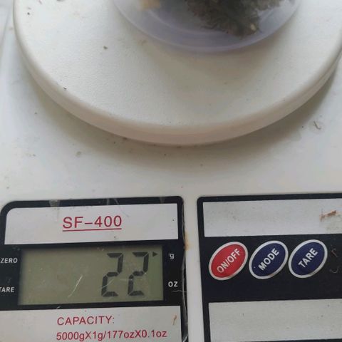 Auto Blueberry growlog photo: 50г сухого