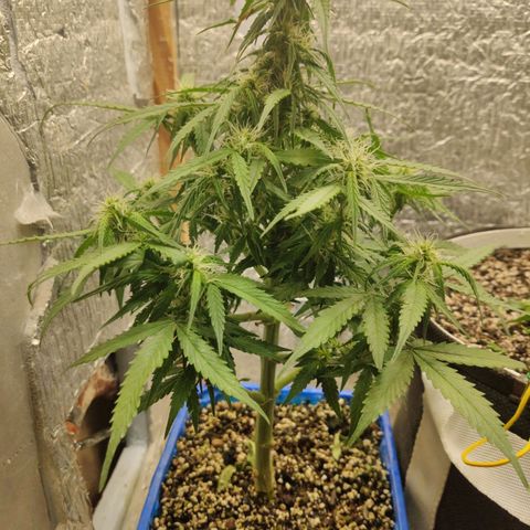 Auto Afghani growlog timeline photo