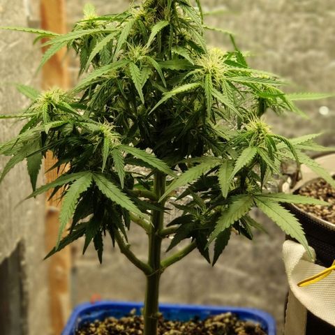 Auto Afghani growlog timeline photo
