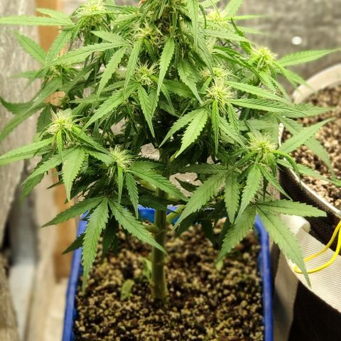 Auto Afghani growlog timeline photo