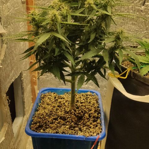 Auto Afghani growlog timeline photo