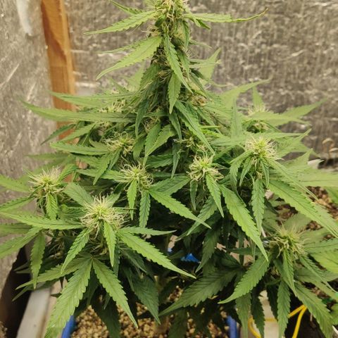 Auto Afghani growlog timeline photo