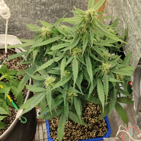 Auto Afghani growlog timeline photo