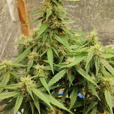 Auto Afghani growlog timeline photo