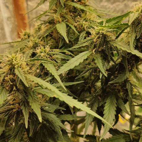 Auto Afghani growlog timeline photo