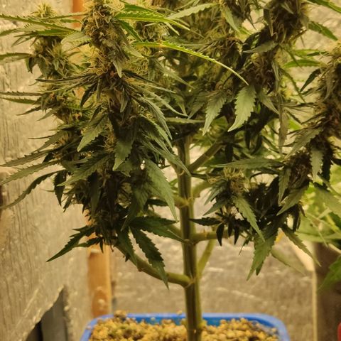 Auto Afghani growlog timeline photo