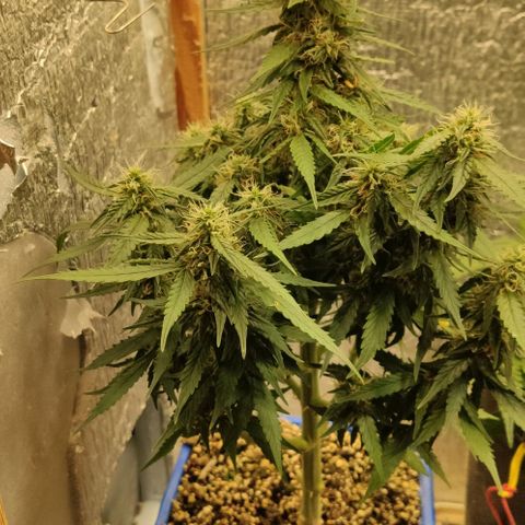 Auto Afghani growlog timeline photo