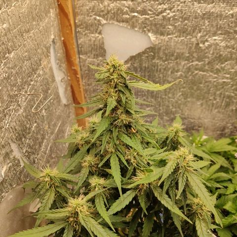 Auto Afghani growlog timeline photo