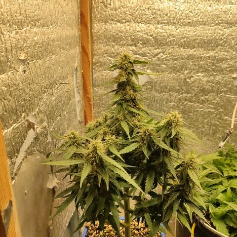 Auto Afghani growlog timeline photo