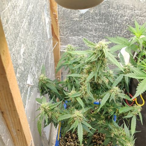 Auto Afghani growlog timeline photo