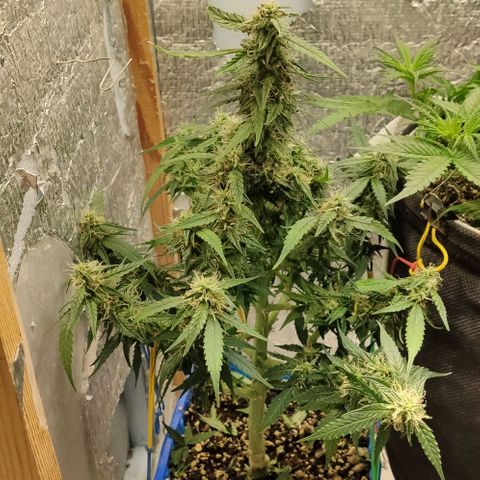 Auto Afghani growlog timeline photo