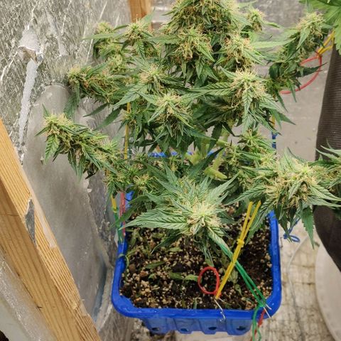 Auto Afghani growlog timeline photo