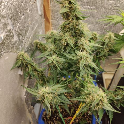 Auto Afghani growlog timeline photo