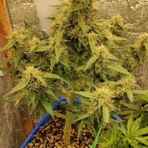 Auto Afghani growlog timeline photo