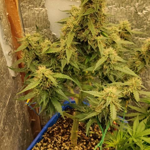 Auto Afghani growlog timeline photo
