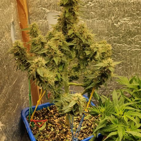 Auto Afghani growlog timeline photo