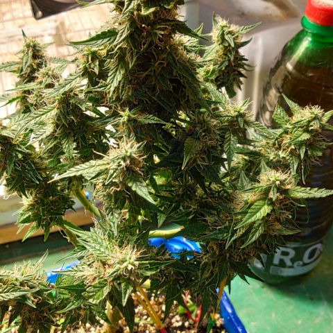 Auto Afghani growlog timeline photo