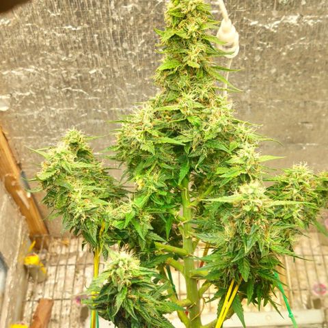 Auto Afghani growlog timeline photo