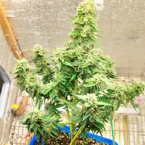 Auto Afghani growlog timeline photo