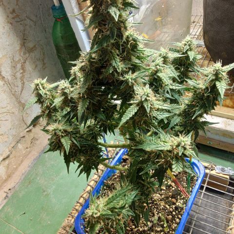 Auto Afghani growlog timeline photo