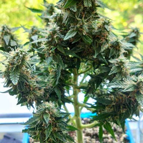Auto Afghani growlog timeline photo