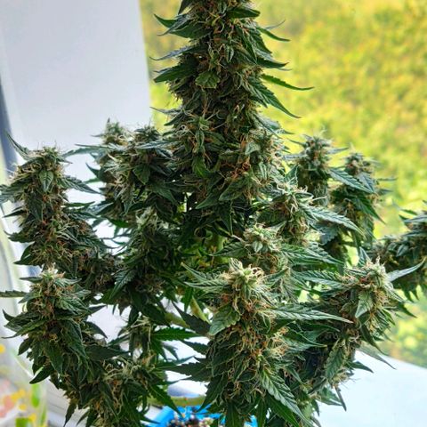 Auto Afghani growlog timeline photo