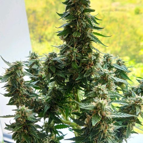 Auto Afghani growlog timeline photo