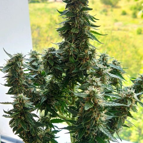 Auto Afghani growlog timeline photo