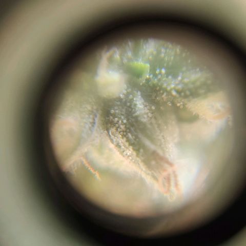 Auto Afghani growlog timeline photo