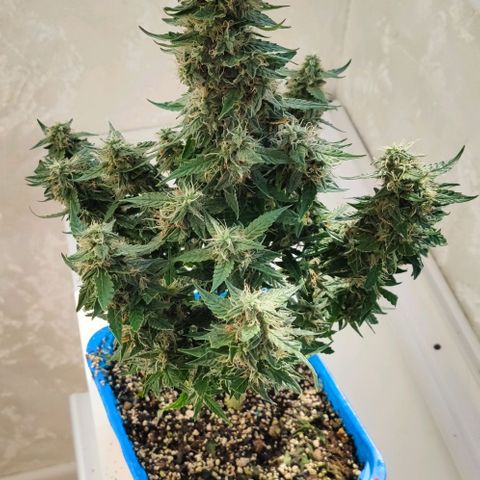 Auto Afghani growlog timeline photo
